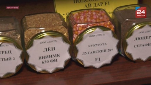 Луганский институт селекции и технологий засевает поля озимой пшеницей сортами собственной селекции