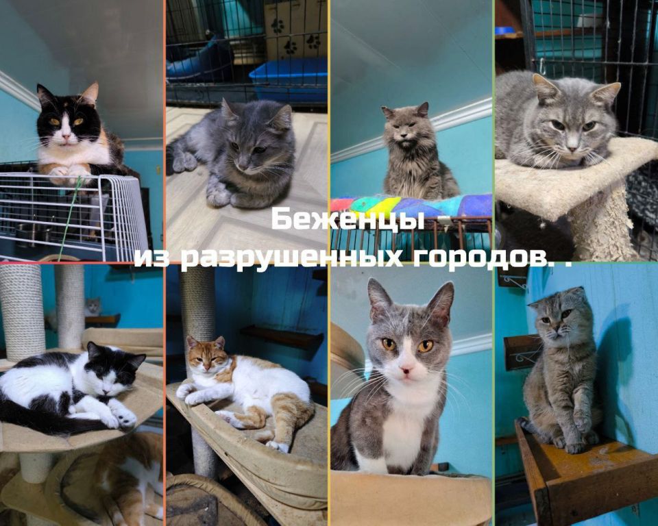 Друзья, "Мурысин дом" г.Луганска, где более 200 хвостиков, находясь в зоне проведения СВО и не имея никакой помощи от государства, просит о помощи любой посильной суммой в уменьшении долга за часть августовского корма!!... Друзья, "Мурысин дом" г.Луганска, где более 200 хвостиков, находясь в зоне проведения СВО и не имея никакой помощи от государства, просит о помощи любой посильной суммой в уменьшении долга за часть августовского корма!!...