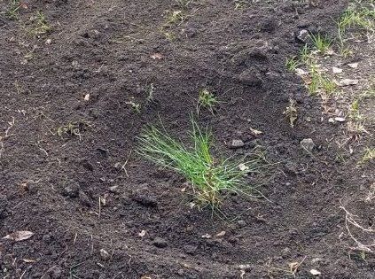 Алчевск присоединился к Всероссийской акции «Сохраним лес» Алчевск присоединился к Всероссийской акции «Сохраним лес»