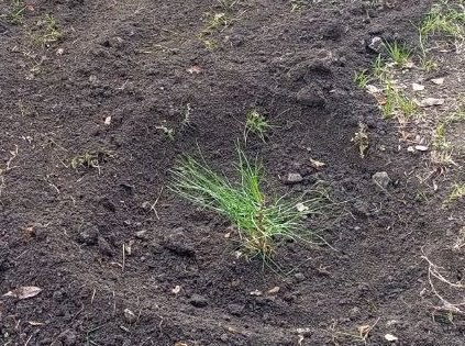 Алчевск присоединился к Всероссийской акции «Сохраним лес» Алчевск присоединился к Всероссийской акции «Сохраним лес»
