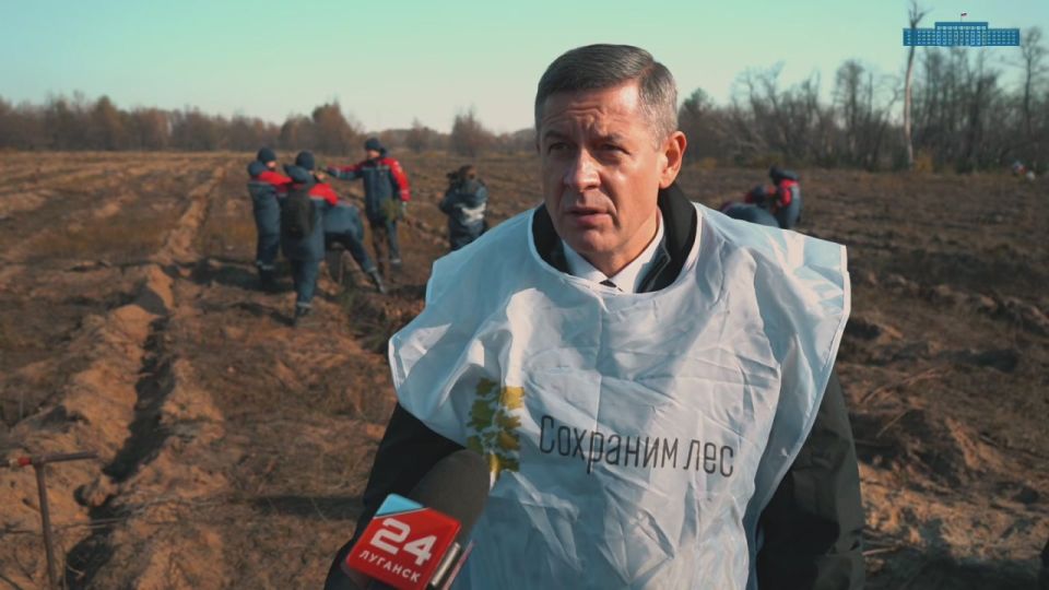 10 тысяч саженцев сосны вместо сгоревшего участка леса