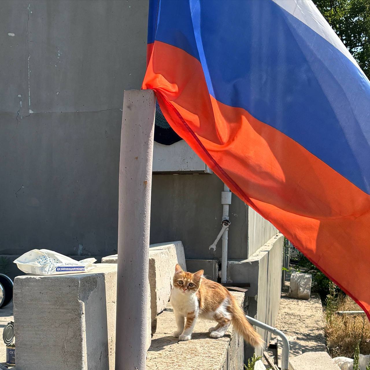Ловите самого патриотичного десантного кота