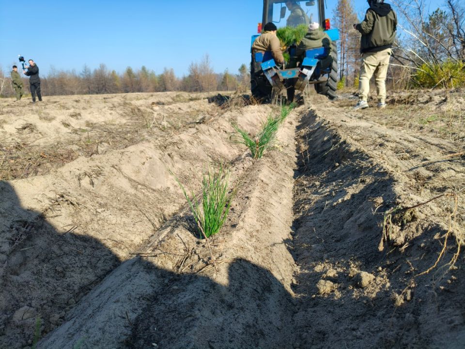 Еще больше фото акции "Сохраним лес" Еще больше фото акции "Сохраним лес"