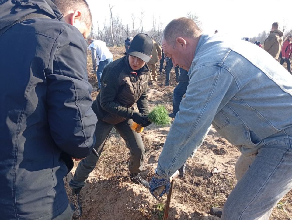 Работа Валуйского отдела жизнеобеспечения: от восстановления леса до помощи жителям Работа Валуйского отдела жизнеобеспечения: от восстановления леса до помощи жителям