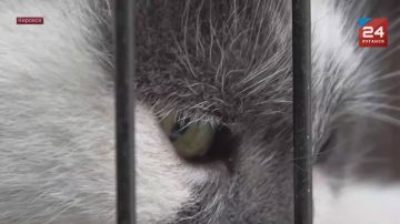 Ветеринары-волонтеры из Ростова-на-Дону и Казани провели стерилизацию животных в Кировске