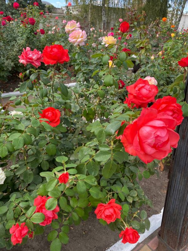 ��������� �������������������� (� ������ ���������������������) ����� � ���� �� ��������� �������������� ��������� ���������� ������� � ��������� � ������� �������������� ������� � ������� �� ����� ������� ������� � ������...