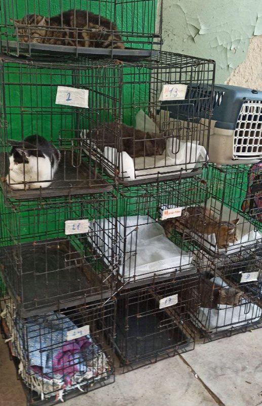 Сергей Колягин: В воскресенье, 26 октября, в Первомайске прошла очередная благотворительная акция, направленная на решение проблемы бездомных животных