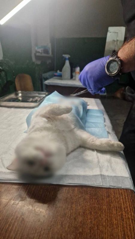 Сергей Колягин: В воскресенье, 26 октября, в Первомайске прошла очередная благотворительная акция, направленная на решение проблемы бездомных животных Сергей Колягин: В воскресенье, 26 октября, в Первомайске прошла очередная благотворительная акция, направленная на решение проблемы бездомных животных