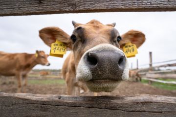 С 2026 года господдержка животноводства будет привязана к обязательной маркировке животных