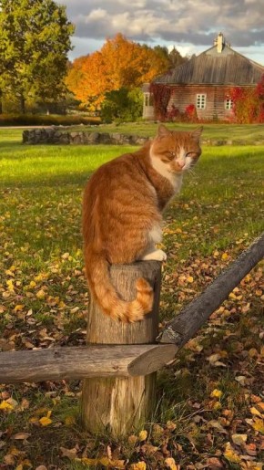 Осенние котики. Псковская область Подпишись на «Россия — это я!»