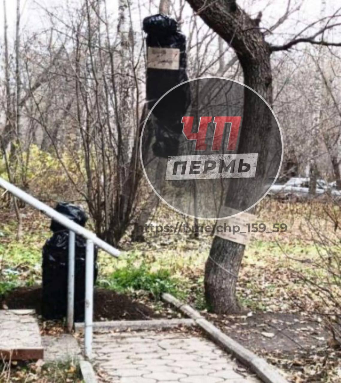 Жители Перми испугались чёрного пакета размером с человеческое тело, который висел на дереве