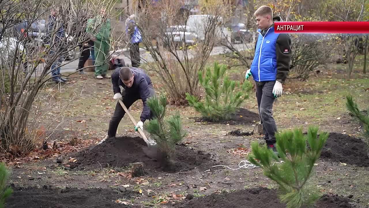 В двух городских скверах Антрацита высажены саженцы сосны крымской, берёз и клёнов