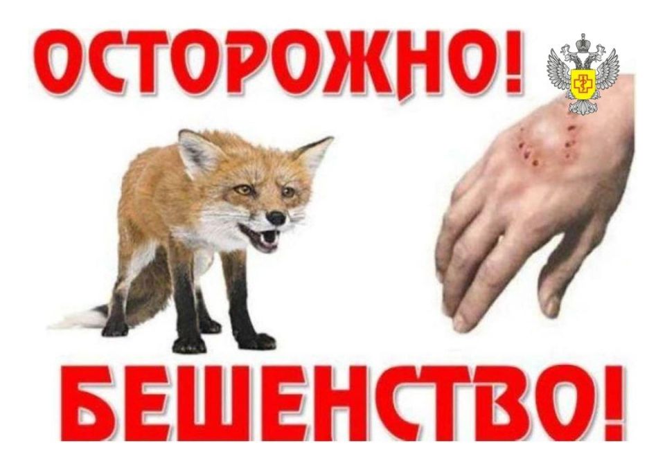 Роспотребнадзор напоминает, что сезонности заражения бешенством нет