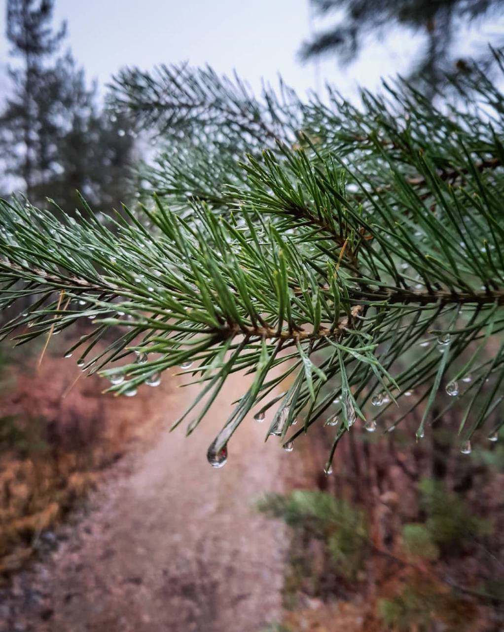 Доброе утро!. Среда, 29 октября Погода сегодня: Ночь: +8...+9°C, кратковременные дожди Доброе утро!. Среда, 29 октября Погода сегодня: Ночь: +8...+9°C, кратковременные дожди