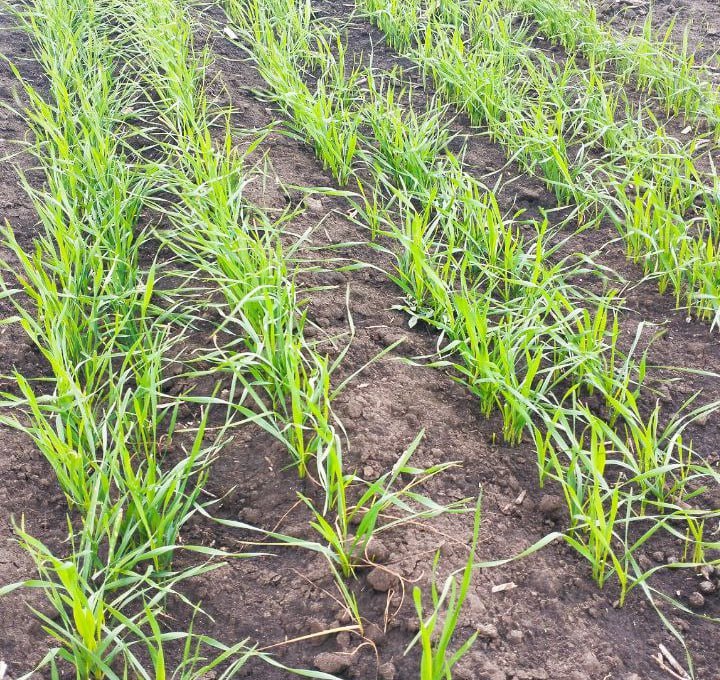 Ход уборочной кампании и сева озимых в Старобельском муниципальном округе