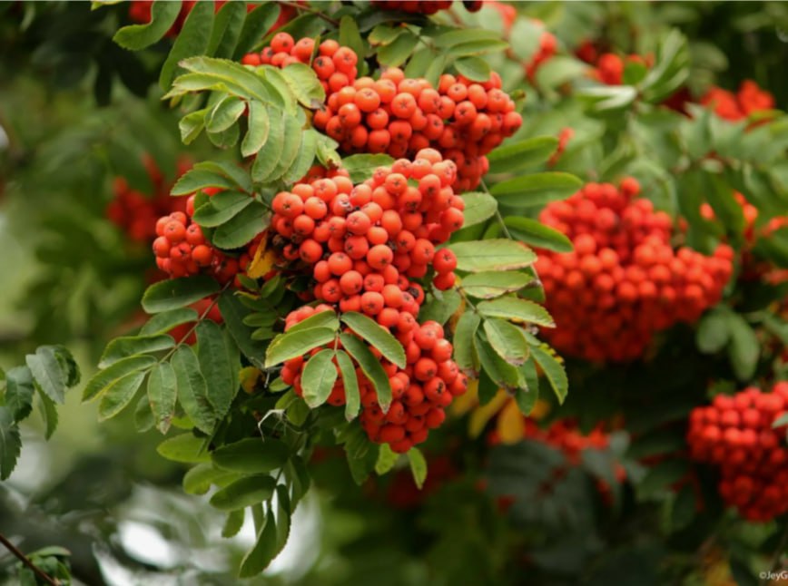 Красная рябина: природный источник здоровья