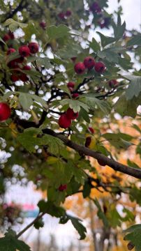 Синоптики прогнозируют 31 октября в ЛНР от 1 градуса выше нуля ночью до 16 градусов тепла днем, по территории Республики пройдет кратковременный дождь, местами во второй половине дня сильный