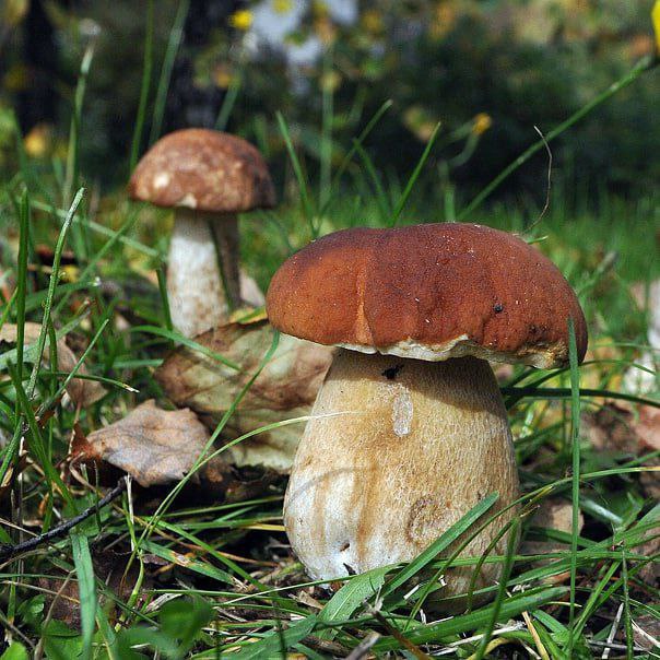 Доброе утро, станичане!. Четверг, 30 октября Погода сегодня: Ночь: +8...+9°C, кратковременные дожди Утро: +8...+11°C, облачно День: +10...+12°C, облачно Вечер: +8...+9°C, пасмурно Осень продолжает баловать нас дождями и... Доброе утро, станичане!. Четверг, 30 октября Погода сегодня: Ночь: +8...+9°C, кратковременные дожди Утро: +8...+11°C, облачно День: +10...+12°C, облачно Вечер: +8...+9°C, пасмурно Осень продолжает баловать нас дождями и...