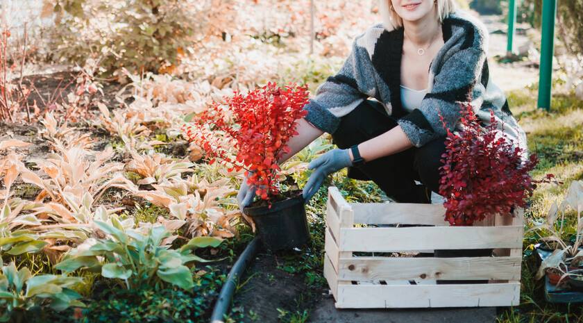 Одеяло на зиму. Эксперт дала рекомендации, чем и как укрывать растения на участке