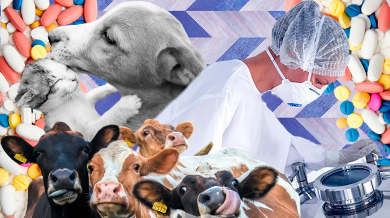 Директор Департамента ветеринарии Минсельхоза РФ Мария Новикова обозначила стратегические приоритеты развития ветеринарной отрасли России