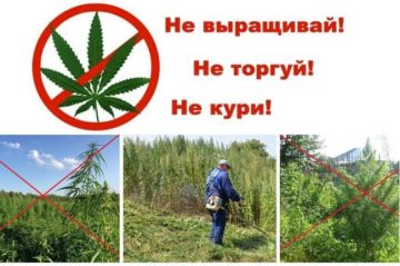 Ответственность за непринятие мер по уничтожению дикорастущих растений, включённых в перечень наркотических средств и дикорастущей конопли