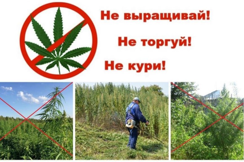 Ответственность за непринятие мер по уничтожению дикорастущих растений, включённых в перечень наркотических средств и дикорастущей конопли