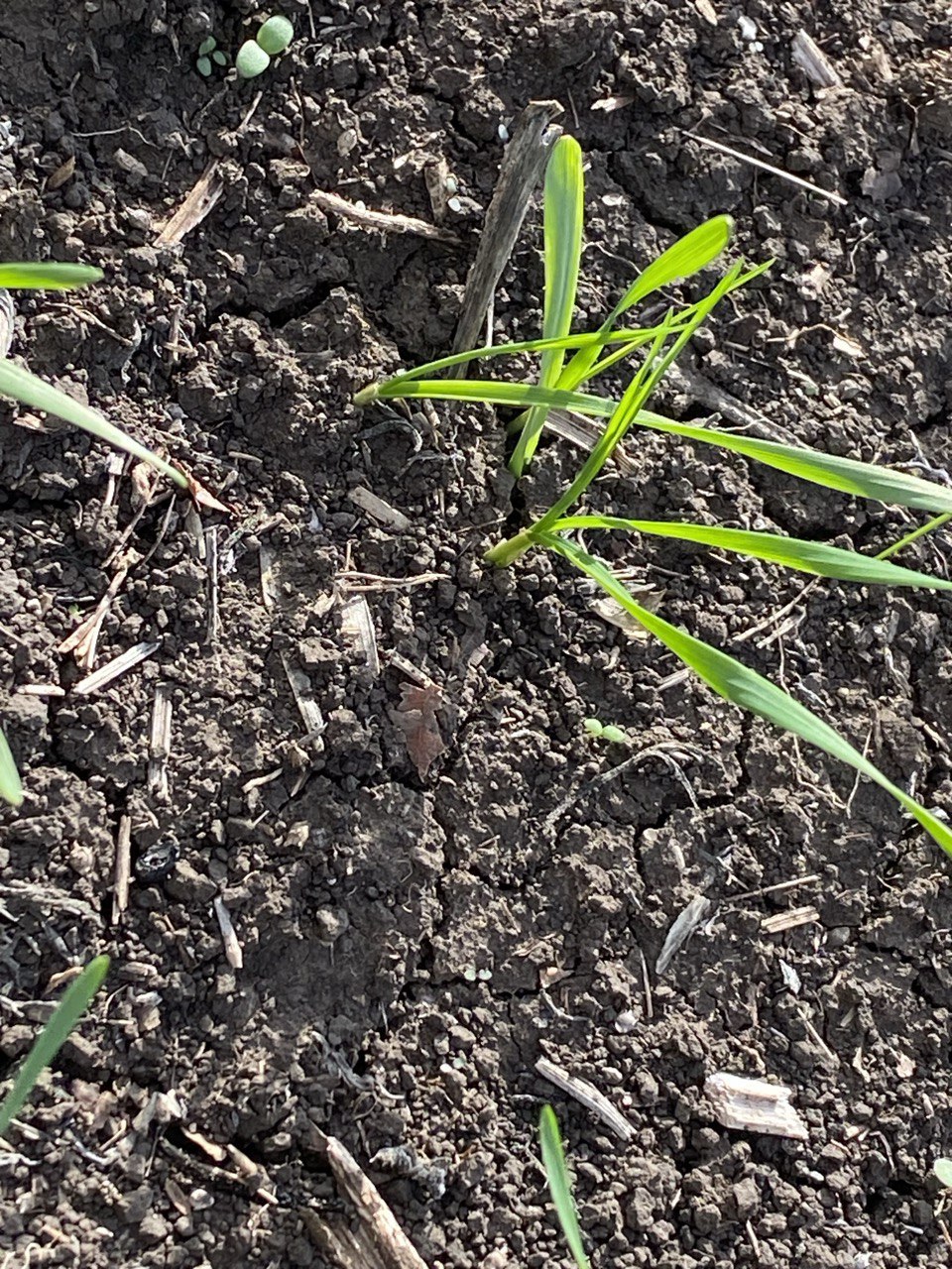 Стартовала посевная кампания озимых зерновых под урожай 2026 года