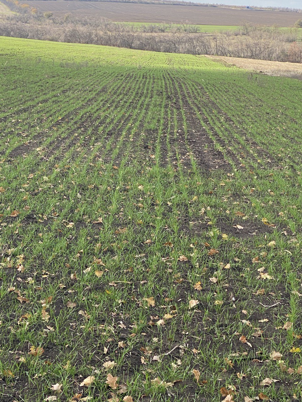 Стартовала посевная кампания озимых зерновых под урожай 2026 года Стартовала посевная кампания озимых зерновых под урожай 2026 года