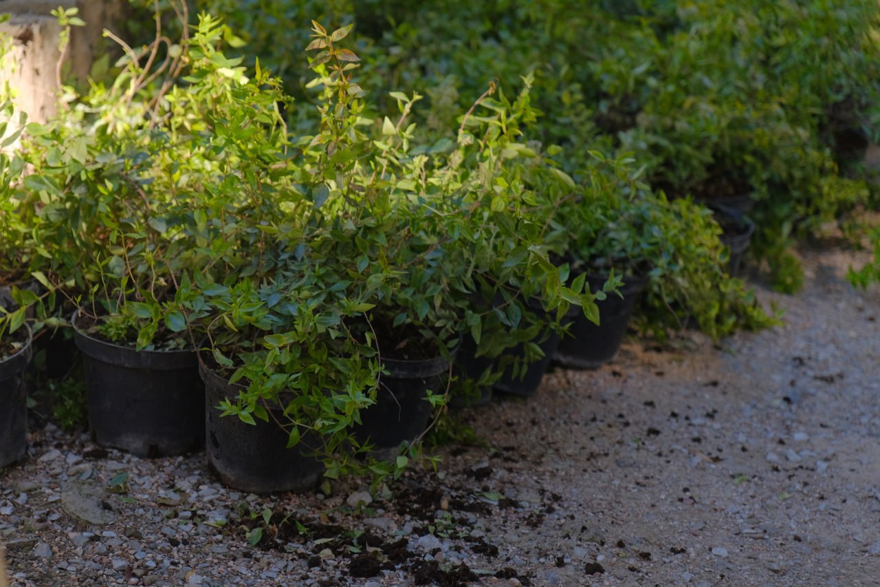 В Ялте высадили больше тысячи деревьев и кустарников В Ялте высадили больше тысячи деревьев и кустарников