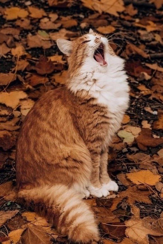 Доброе утро! Суббота, 1 ноября