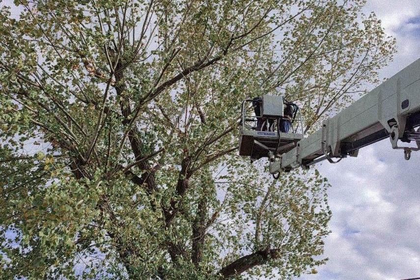 Бригада Республики Хакасия убирает аварийные деревья на территории Свердловского округа Бригада Республики Хакасия убирает аварийные деревья на территории Свердловского округа