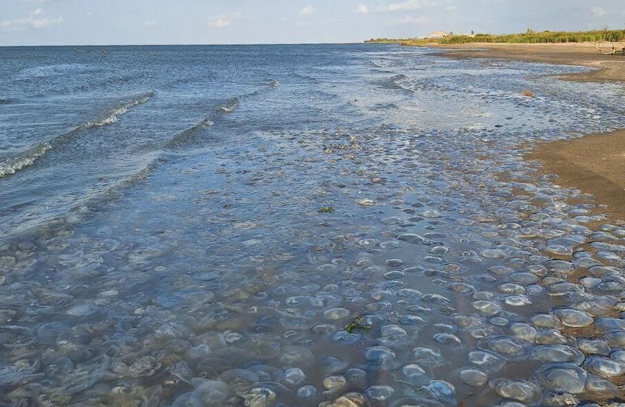 Они старше динозавров и почти бессмертны Они старше динозавров и почти бессмертны