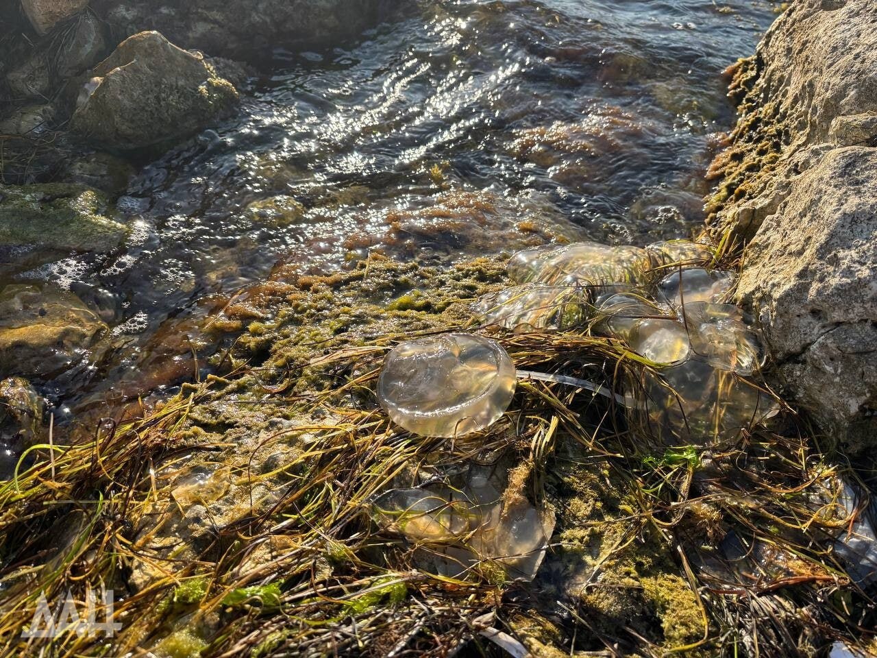 Они старше динозавров и почти бессмертны Они старше динозавров и почти бессмертны