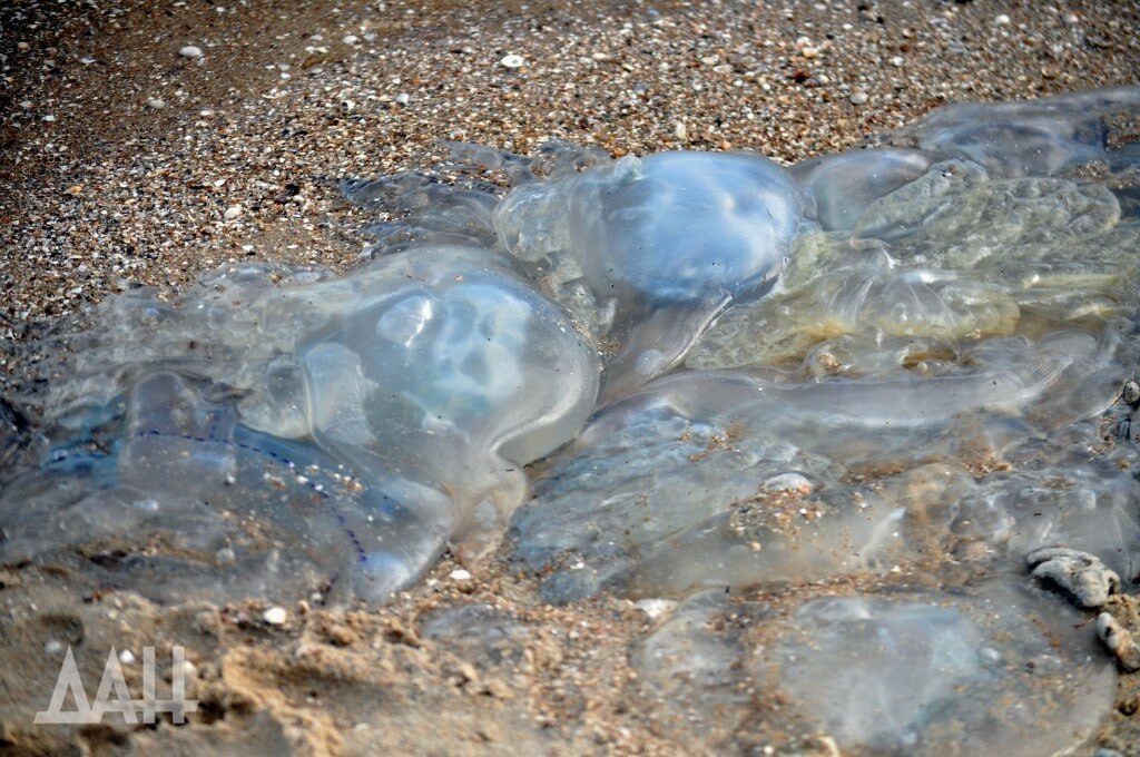Они старше динозавров и почти бессмертны