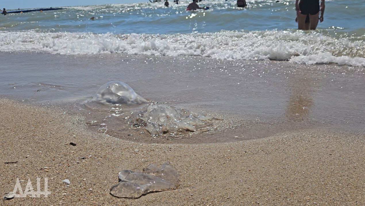 Они старше динозавров и почти бессмертны Они старше динозавров и почти бессмертны