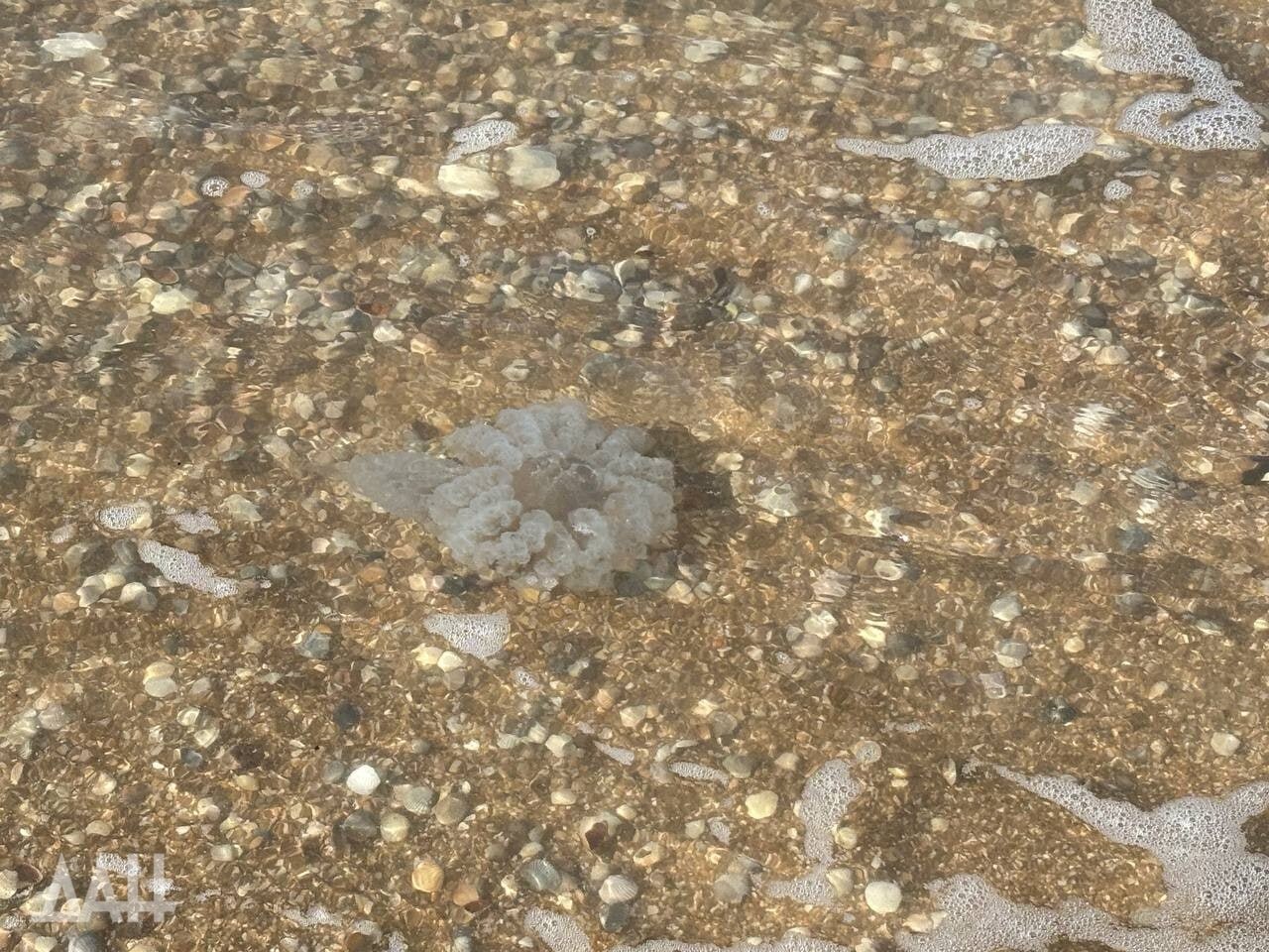 Они старше динозавров и почти бессмертны Они старше динозавров и почти бессмертны