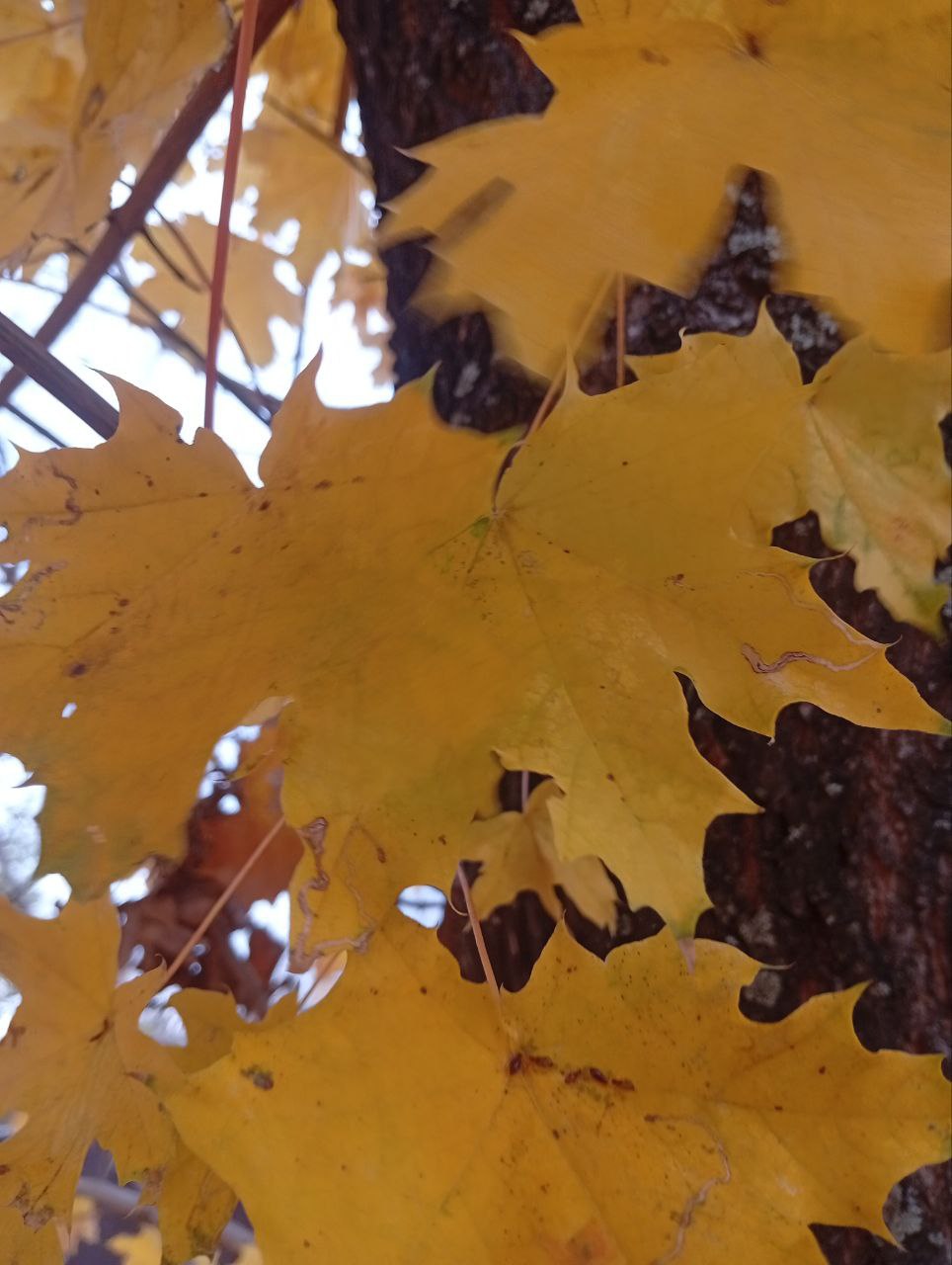 Доброе утро!. Ваш прогноз погоды на вторник, 4 ноября: Ночь (00:01-06:00) Пасмурно, +5...+6°C Температура понижается Утро (06:01-12:00) Пасмурно, +5...+9°C Постепенное потепление День (12:01-18:00) Пасмурно, +9...+11°C... Доброе утро!. Ваш прогноз погоды на вторник, 4 ноября: Ночь (00:01-06:00) Пасмурно, +5...+6°C Температура понижается Утро (06:01-12:00) Пасмурно, +5...+9°C Постепенное потепление День (12:01-18:00) Пасмурно, +9...+11°C...