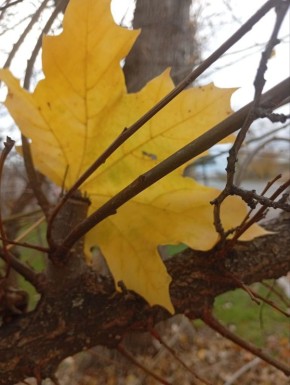 Доброе утро!. Ваш прогноз погоды на вторник, 4 ноября: Ночь (00:01-06:00) Пасмурно, +5...+6°C Температура понижается Утро (06:01-12:00) Пасмурно, +5...+9°C Постепенное потепление День (12:01-18:00) Пасмурно, +9...+11°C...