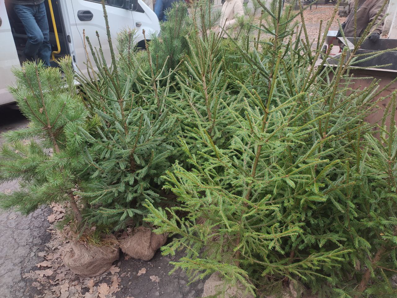 В рамках акции АНО «Сад памяти» сотрудниками отдела чрезвычайных ситуаций, охраны труда и окружающей природной среды Администрации городского округа город Ровеньки сегодня были получены саженцы: сосны обычной в количестве 20...