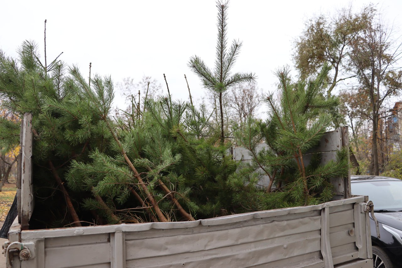 В Стаханове высадили ели в рамках международной акции «Сад памяти» В Стаханове высадили ели в рамках международной акции «Сад памяти»