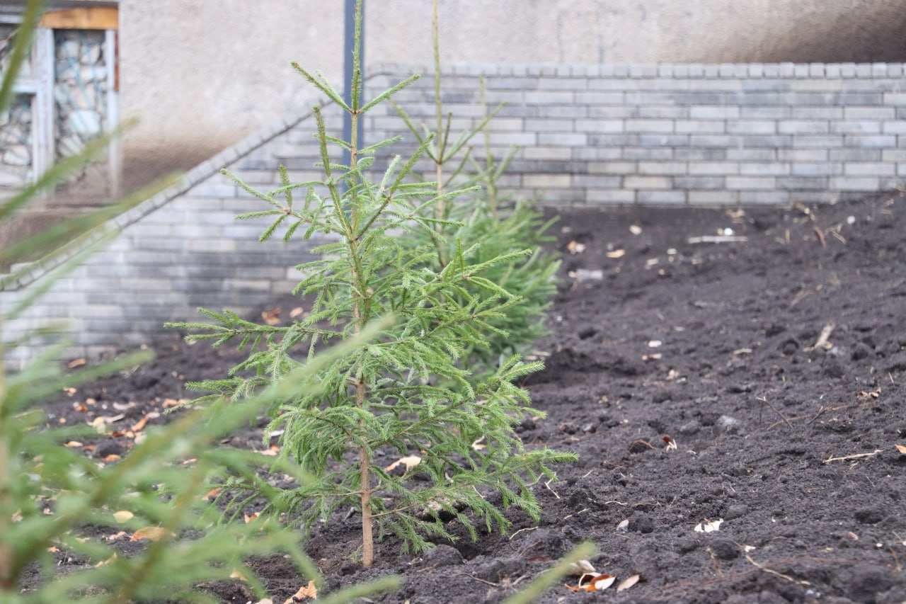 В Стаханове высадили ели в рамках международной акции «Сад памяти» В Стаханове высадили ели в рамках международной акции «Сад памяти»