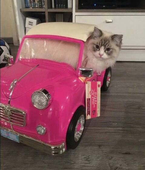 Девушки становятся счастливее после покупки машины