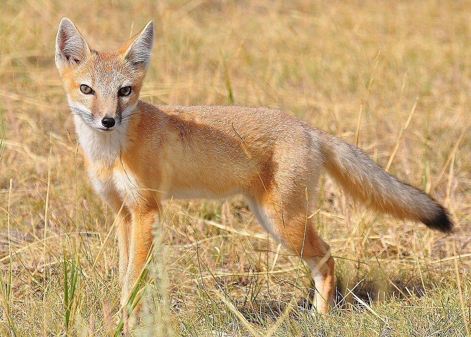 Минприроды ЛНР информирует об условиях пользования животным миром на территории Луганской Народной Республики