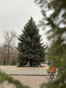 Новый год близко: коммунальщики Луганска уже установили огромную зеленую красавицу в парке имени Горького