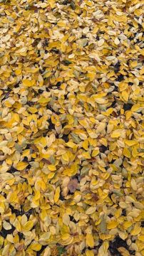 Синоптики прогнозируют 12 ноября в ЛНР от 6 градусов выше нуля ночью до 15 градусов тепла днем, местами ожидается небольшой и умеренный дождь, туман