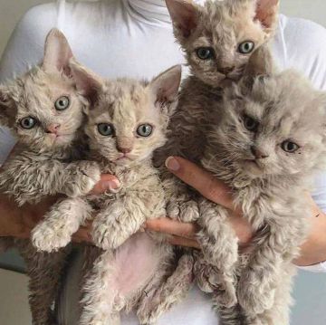 Сегодня отмечается День кудряшек