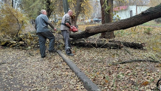 В Молодогвардейске жители расчистили дорогу после падения ветки дерева