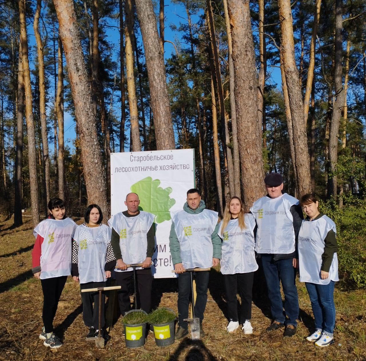 В рамках Всероссийской акции «Сохраним лес» сотрудники Старобельского лесхоза высадили 500 саженцев сосны