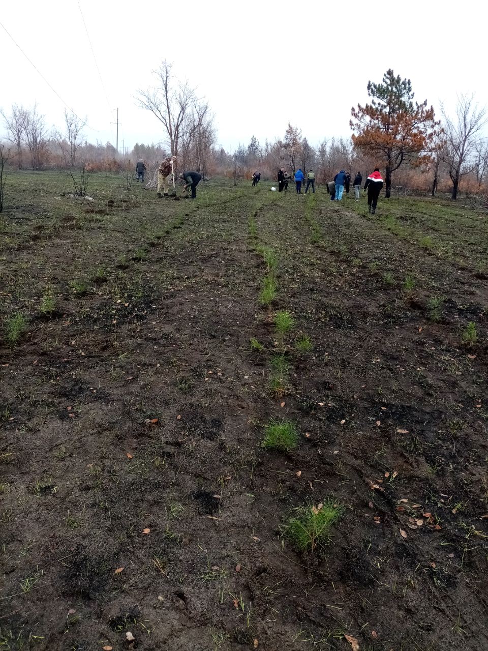 Сотрудники Луганского лесоохотничьего хозяйства совместно со студентами Луганского Государственного педагогического университета высадили 3000 саженцев деревьев в память о героях Отечества Сотрудники Луганского лесоохотничьего хозяйства совместно со студентами Луганского Государственного педагогического университета высадили 3000 саженцев деревьев в память о героях Отечества