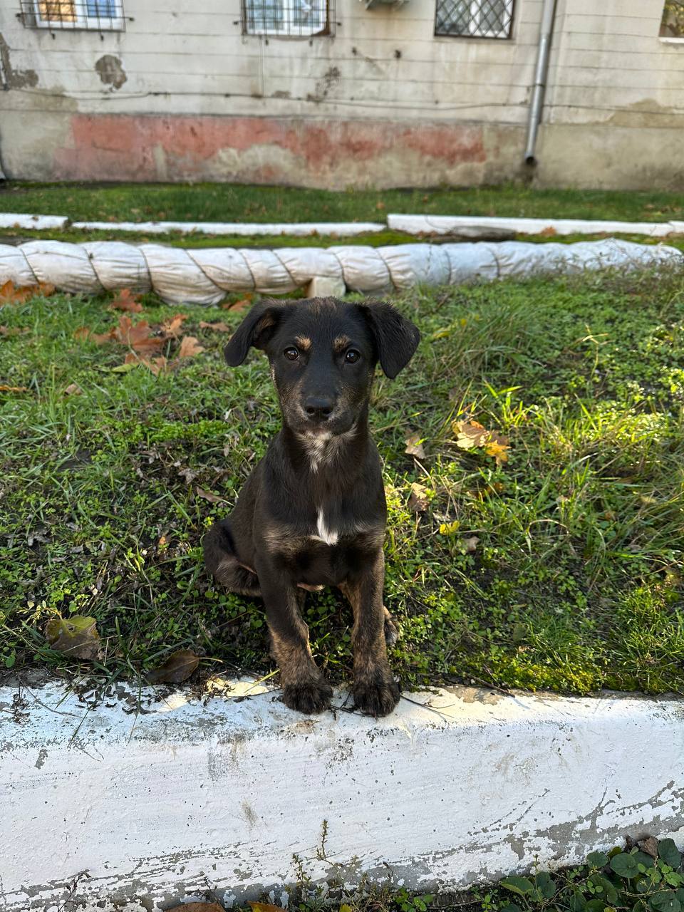 Наталия Пащенко: Два брата из ларца, одинаковых с лица, ищут свой дом и любящие сердца! Наталия Пащенко: Два брата из ларца, одинаковых с лица, ищут свой дом и любящие сердца!